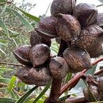 Hakea laurina Φρούτο