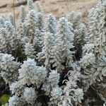 Achillea maritima 葉