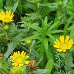 Grindelia squarrosa Цвят