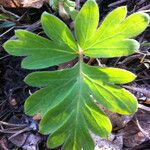 Hydrophyllum capitatum Leaf