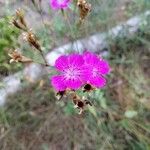 Dianthus graniticusFleur