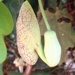 Aristolochia littoralis Virág