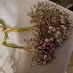 Allium polyanthum Облик