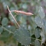 Ononis rotundifolia Ffrwyth