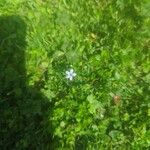 Lobelia pedunculata Flower