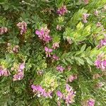 Polygala myrtifoliaFlor