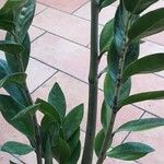 Zamioculcas zamiifolia Leht