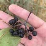 Rhamnus cathartica Fruit