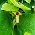 Aristolochia tomentosa 花