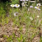 Erigeron glabellus Květ