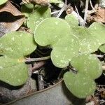 Dichondra microcalyx Habitus