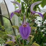 Brillantaisia cicatricosa Flower