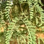 Prosopis glandulosa Frunză