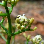 Psychotria wagapensis Plod