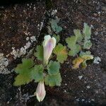 Asarina procumbens Habitus