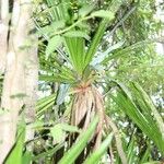 Pandanus purpurascens Hoja