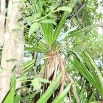 Pandanus purpurascens Liść