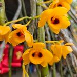 Dendrobium chrysotoxum Flower