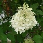 Hydrangea paniculata Flor