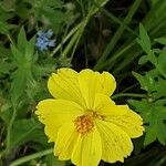 Cosmos caudatus Blomma