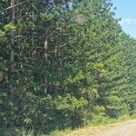 Araucaria cunninghamii Folha