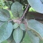 Tabebuia roseoalba Blatt