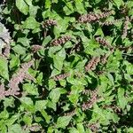 Amaranthus deflexus Pokrój