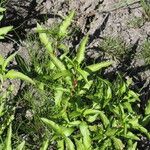 Persicaria hydropiper Hoja