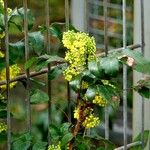 Berberis repens Хабит