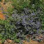 Ceanothus lemmonii Hàbitat