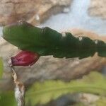 Disocactus phyllanthoides Frucht