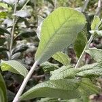 Tarchonanthus camphoratus Leaf