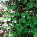 Asarum europaeum Lapas