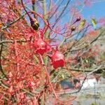 Brachychiton acerifolius Blad