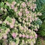 Origanum rotundifolium Flower