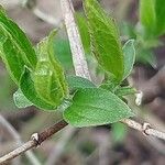 Philadelphus schrenkii Fulla