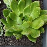 Echeveria agavoidesList