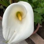 Zantedeschia aethiopicaLorea