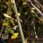 Jasminum nudiflorum Bark