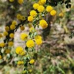 Acacia paradoxa Flower