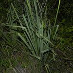 Schoenocaulon officinale Habit