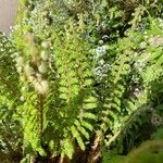 Polystichum setiferum Φύλλο