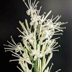 Sansevieria bacularis 花