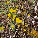 Potentilla incana ഇല