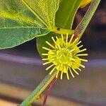 Passiflora pallida Flower