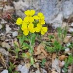 Biscutella cichoriifolia Blüte