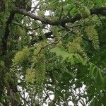 Gleditsia sinensis Habit