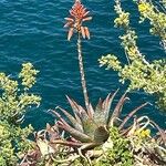 Aloe perfoliata Květ