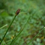 Eleocharis multicaulis Otro