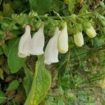 Digitalis grandifloraFlower